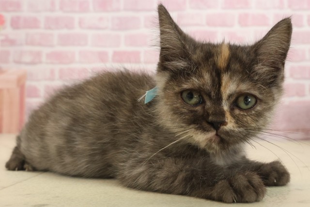 山口県のフォールデックス (Coo&RIKUサンパークあじす店/2025年8月20日生まれ/女の子/トーティーシェル)の子猫の2枚目の画像