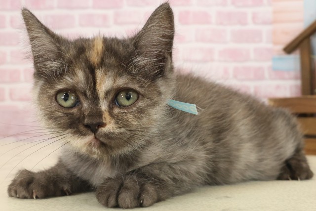 山口県のフォールデックス (Coo&RIKUサンパークあじす店/2025年8月20日生まれ/女の子/トーティーシェル)の子猫の3枚目の画像