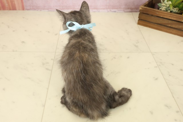 山口県のフォールデックス (Coo&RIKUサンパークあじす店/2025年8月20日生まれ/女の子/トーティーシェル)の子猫の4枚目の画像