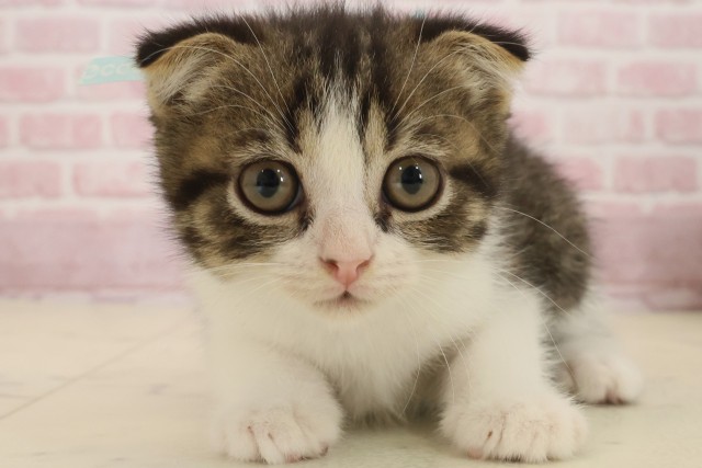 佐賀県のスコティッシュフォールド (Coo&RIKU佐賀神埼店/2025年9月11日生まれ/男の子/ブラウンタビーホワイト)の子猫の1枚目の画像