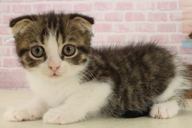 佐賀県のスコティッシュフォールド (Coo&RIKU佐賀神埼店/2025年9月11日生まれ/男の子/ブラウンタビーホワイト)の子猫の3枚目の画像