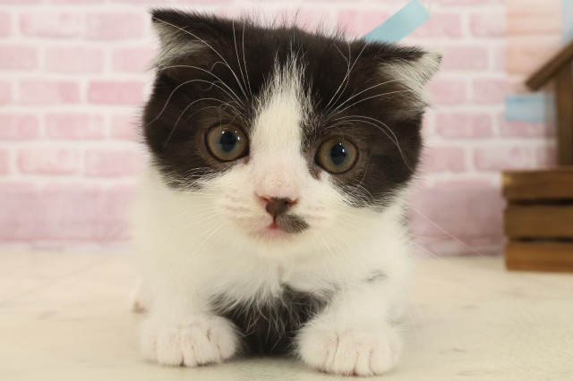 熊本県のスコティッシュフォールド (Coo&RIKU宇土シティモール店/2025年9月11日生まれ/男の子/ブラックホワイト)の子猫の1枚目の画像