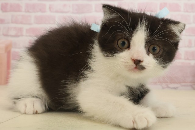 熊本県のスコティッシュフォールド (Coo&RIKU宇土シティモール店/2025年9月11日生まれ/男の子/ブラックホワイト)の子猫の2枚目の画像