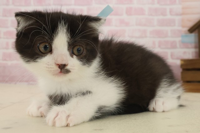 熊本県のスコティッシュフォールド (Coo&RIKU宇土シティモール店/2025年9月11日生まれ/男の子/ブラックホワイト)の子猫の3枚目の画像