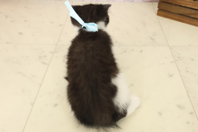 熊本県のスコティッシュフォールド (Coo&RIKU宇土シティモール店/2025年9月11日生まれ/男の子/ブラックホワイト)の子猫の4枚目の画像