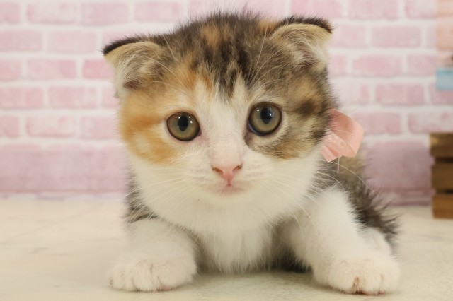 福岡県のスコティッシュフォールド (Coo&RIKUゆめタウン飯塚店/2025年9月11日生まれ/女の子/トービーホワイト)の子猫の1枚目の画像