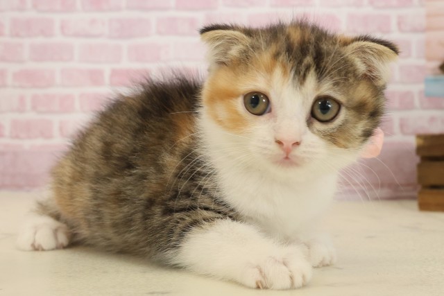 福岡県のスコティッシュフォールド (Coo&RIKUゆめタウン飯塚店/2025年9月11日生まれ/女の子/トービーホワイト)の子猫の2枚目の画像