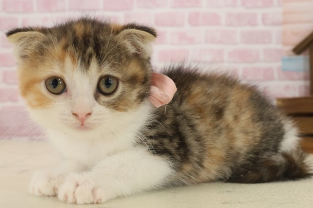 福岡県のスコティッシュフォールド (Coo&RIKUゆめタウン飯塚店/2025年9月11日生まれ/女の子/トービーホワイト)の子猫の3枚目の画像