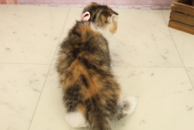 福岡県のスコティッシュフォールド (Coo&RIKUゆめタウン飯塚店/2025年9月11日生まれ/女の子/トービーホワイト)の子猫の4枚目の画像