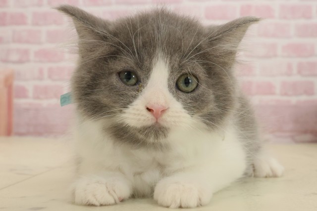 熊本県のラガマフィン (Coo&RIKUイオンモール宇城店/2025年8月31日生まれ/男の子/ブルーホワイト)の子猫の1枚目の画像