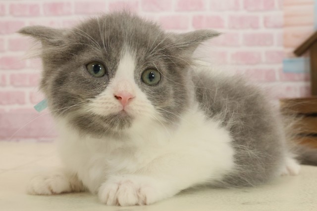 熊本県のラガマフィン (Coo&RIKUイオンモール宇城店/2025年8月31日生まれ/男の子/ブルーホワイト)の子猫の3枚目の画像