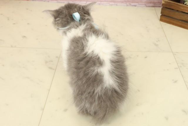 熊本県のラガマフィン (Coo&RIKUイオンモール宇城店/2025年8月31日生まれ/男の子/ブルーホワイト)の子猫の4枚目の画像