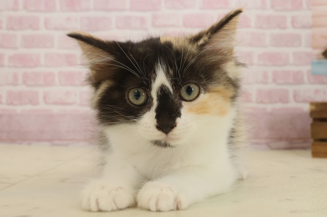 福岡県のラガマフィン (Coo&RIKU福岡西店/2025年8月31日生まれ/女の子/キャリコ)の子猫の1枚目の画像