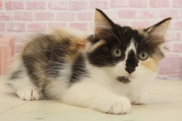 福岡県のラガマフィン (Coo&RIKU福岡西店/2025年8月31日生まれ/女の子/キャリコ)の子猫の2枚目の画像