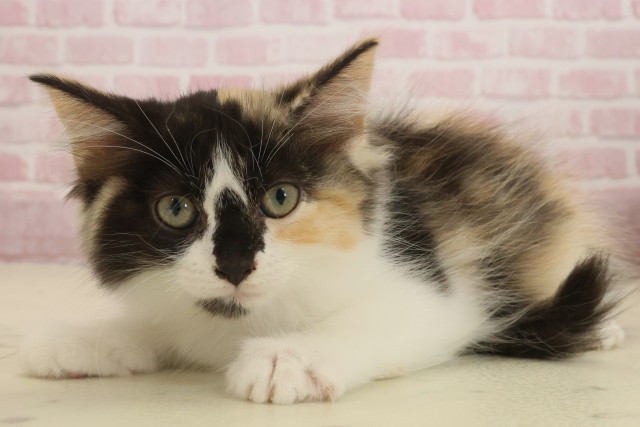 福岡県のラガマフィン (Coo&RIKU福岡西店/2025年8月31日生まれ/女の子/キャリコ)の子猫の3枚目の画像