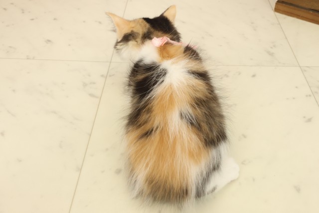 福岡県のラガマフィン (Coo&RIKU福岡西店/2025年8月31日生まれ/女の子/キャリコ)の子猫の4枚目の画像