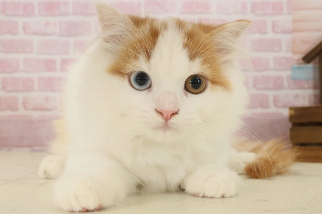 佐賀県のスコティッシュフォールド (Coo&RIKU佐賀神埼店/2025年8月6日生まれ/男の子/レッドタビーホワイト)の子猫の1枚目の画像