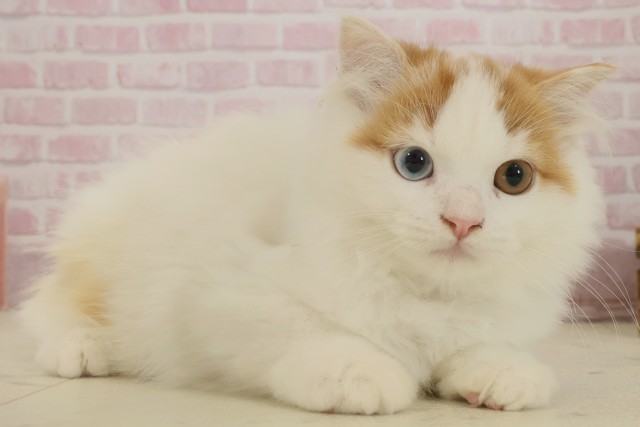 佐賀県のスコティッシュフォールド (Coo&RIKU佐賀神埼店/2025年8月6日生まれ/男の子/レッドタビーホワイト)の子猫の2枚目の画像