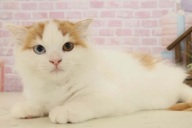 佐賀県のスコティッシュフォールド (Coo&RIKU佐賀神埼店/2025年8月6日生まれ/男の子/レッドタビーホワイト)の子猫の3枚目の画像