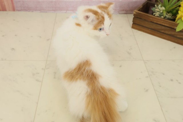 佐賀県のスコティッシュフォールド (Coo&RIKU佐賀神埼店/2025年8月6日生まれ/男の子/レッドタビーホワイト)の子猫の4枚目の画像