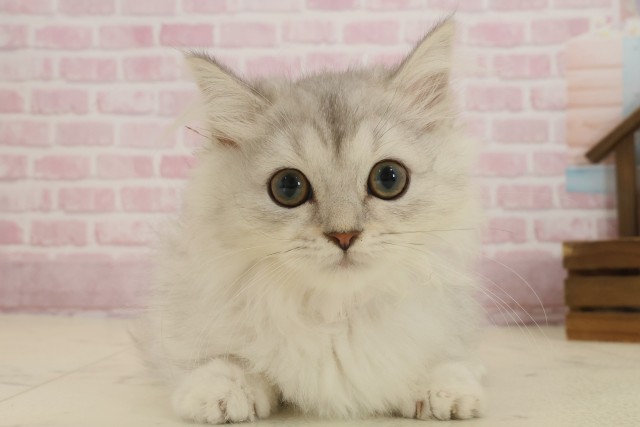 福岡県のマンチカン (Coo&RIKU行橋店/2025年8月1日生まれ/女の子/シルバータビー)の子猫の1枚目の画像