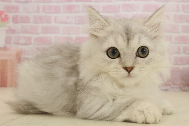 福岡県のマンチカン (Coo&RIKU行橋店/2025年8月1日生まれ/女の子/シルバータビー)の子猫の2枚目の画像