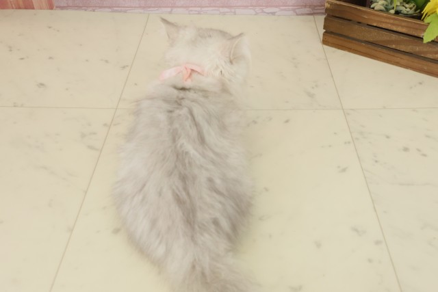 福岡県のマンチカン (Coo&RIKU行橋店/2025年8月1日生まれ/女の子/シルバータビー)の子猫の4枚目の画像