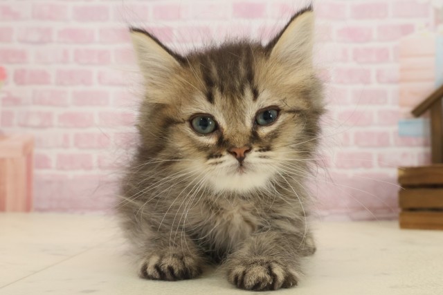 福岡県のミヌエット (Coo&RIKUフォレストシティ春日店/2025年9月10日生まれ/男の子/ブラウンタビー)の子猫の1枚目の画像