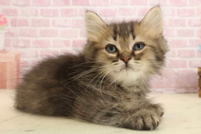 福岡県のミヌエット (Coo&RIKUフォレストシティ春日店/2025年9月10日生まれ/男の子/ブラウンタビー)の子猫の2枚目の画像