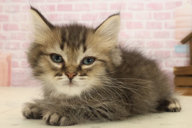 福岡県のミヌエット (Coo&RIKUフォレストシティ春日店/2025年9月10日生まれ/男の子/ブラウンタビー)の子猫の3枚目の画像