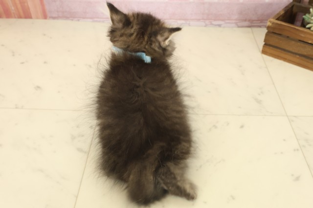 福岡県のミヌエット (Coo&RIKUフォレストシティ春日店/2025年9月10日生まれ/男の子/ブラウンタビー)の子猫の4枚目の画像