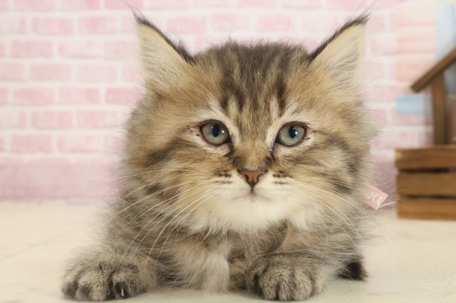 宮崎県のミヌエット (Coo&RIKU宮崎店/2025年9月10日生まれ/女の子/ブラウンパッチドタビー)の子猫