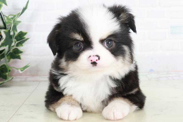 佐賀県のチワワ(ロング) (Coo&RIKU佐賀神埼店/2025年9月13日生まれ/男の子/ブラックタンホワイト)の子犬の1枚目の画像