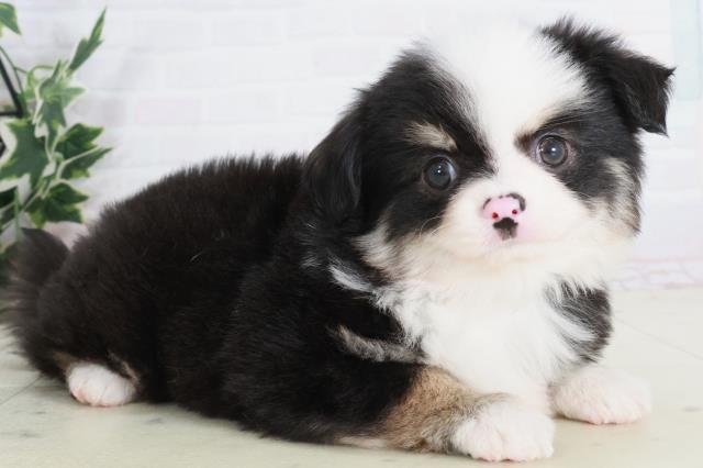 佐賀県のチワワ(ロング) (Coo&RIKU佐賀神埼店/2025年9月13日生まれ/男の子/ブラックタンホワイト)の子犬の2枚目の画像