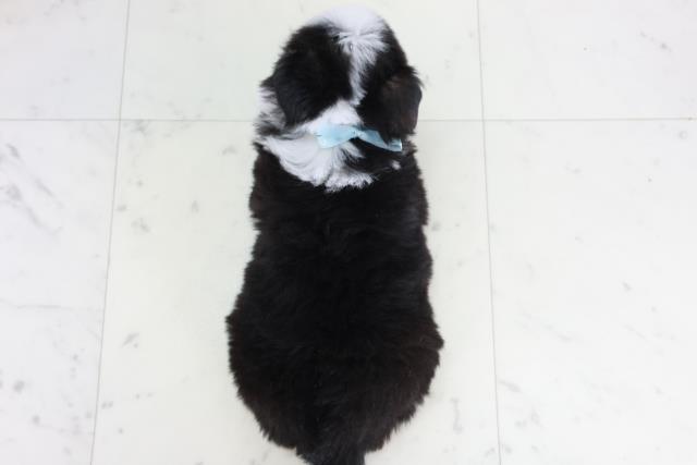 佐賀県のチワワ(ロング) (Coo&RIKU佐賀神埼店/2025年9月13日生まれ/男の子/ブラックタンホワイト)の子犬の4枚目の画像