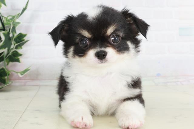 長崎県のチワワ(ロング) (Coo&RIKU大村店/2025年9月13日生まれ/男の子/ブラックタンホワイト)の子犬の1枚目の画像