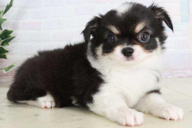 長崎県のチワワ(ロング) (Coo&RIKU大村店/2025年9月13日生まれ/男の子/ブラックタンホワイト)の子犬の2枚目の画像