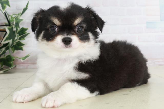 長崎県のチワワ(ロング) (Coo&RIKU大村店/2025年9月13日生まれ/男の子/ブラックタンホワイト)の子犬の3枚目の画像