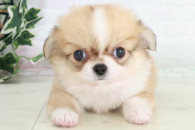 福岡県のチワワ(ロング) (Coo&RIKUフォレストシティ春日店/2025年9月13日生まれ/男の子/フォーンホワイト)の子犬の1枚目の画像