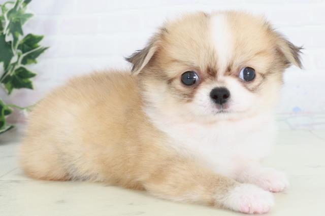 福岡県のチワワ(ロング) (Coo&RIKUフォレストシティ春日店/2025年9月13日生まれ/男の子/フォーンホワイト)の子犬の2枚目の画像