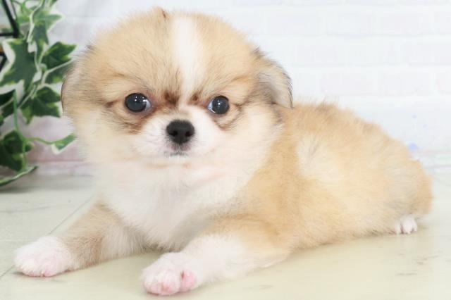 福岡県のチワワ(ロング) (Coo&RIKUフォレストシティ春日店/2025年9月13日生まれ/男の子/フォーンホワイト)の子犬の3枚目の画像