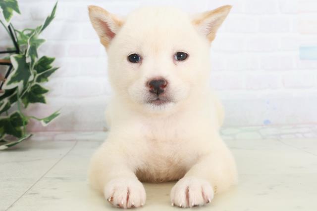 広島県の柴犬(標準サイズ) (Coo&RIKU広島中央店/2025年9月13日生まれ/女の子/白)の子犬の1枚目の画像