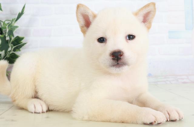 広島県の柴犬(標準サイズ) (Coo&RIKU広島中央店/2025年9月13日生まれ/女の子/白)の子犬の2枚目の画像