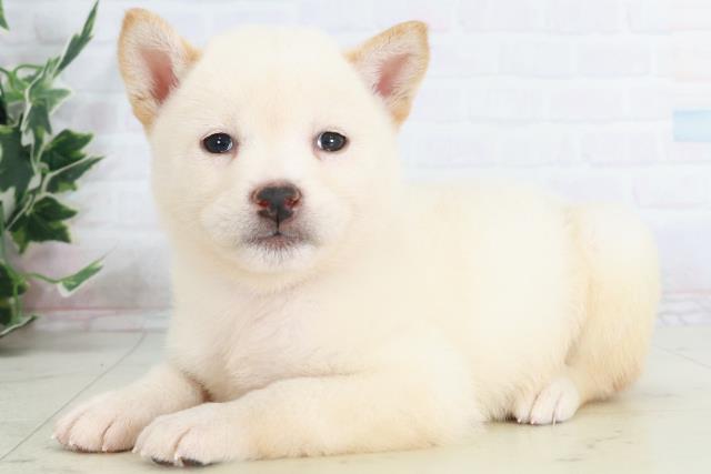 広島県の柴犬(標準サイズ) (Coo&RIKU広島中央店/2025年9月13日生まれ/女の子/白)の子犬の3枚目の画像