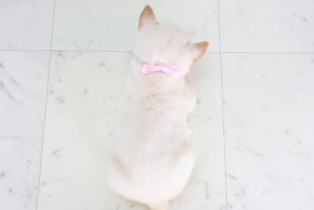 広島県の柴犬(標準サイズ) (Coo&RIKU広島中央店/2025年9月13日生まれ/女の子/白)の子犬の4枚目の画像