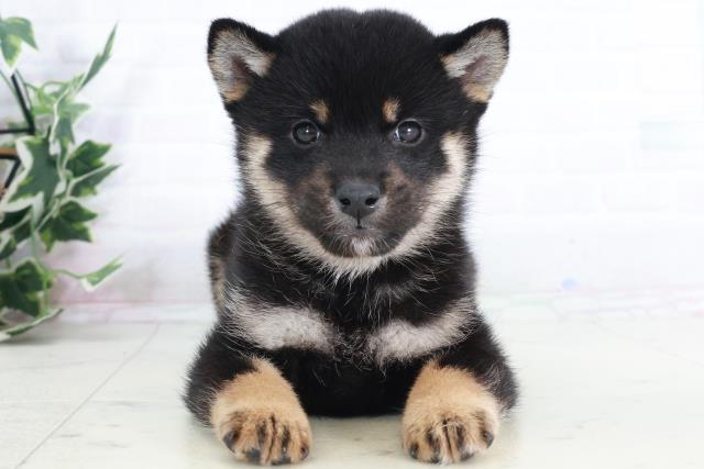 佐賀県の柴犬(標準サイズ) (Coo&RIKU佐賀神埼店/2025年9月13日生まれ/女の子/黒)の子犬の1枚目の画像