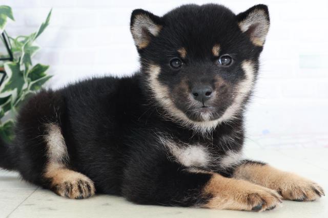 佐賀県の柴犬(標準サイズ) (Coo&RIKU佐賀神埼店/2025年9月13日生まれ/女の子/黒)の子犬の2枚目の画像