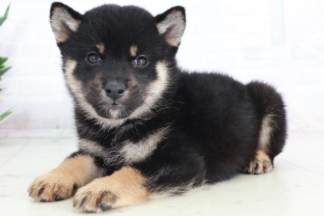 佐賀県の柴犬(標準サイズ) (Coo&RIKU佐賀神埼店/2025年9月13日生まれ/女の子/黒)の子犬の3枚目の画像