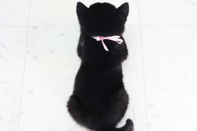 佐賀県の柴犬(標準サイズ) (Coo&RIKU佐賀神埼店/2025年9月13日生まれ/女の子/黒)の子犬の4枚目の画像