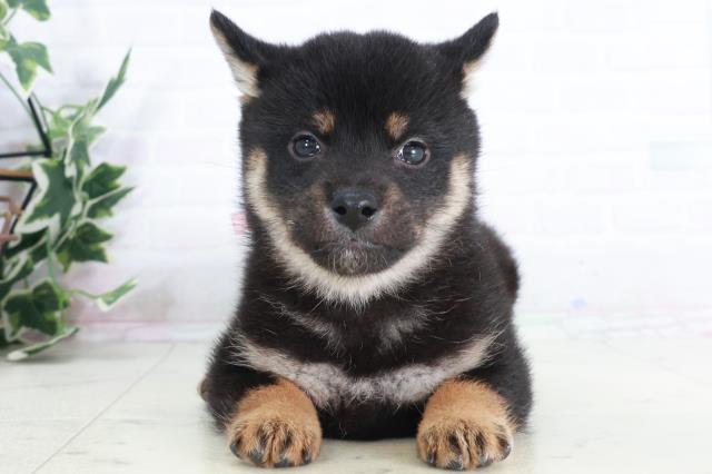 広島県の柴犬(標準サイズ) (Coo&RIKU東広島店/2025年9月13日生まれ/女の子/黒)の子犬の1枚目の画像